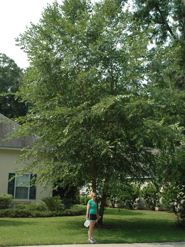 2011_06_19_-_030_-_Nikon_D70.JPG